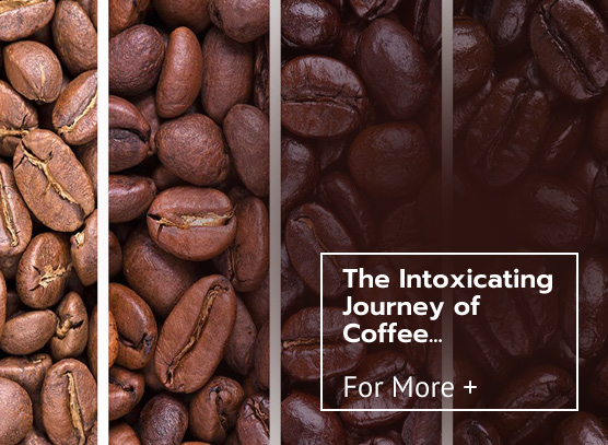 ekofi coffee roasters