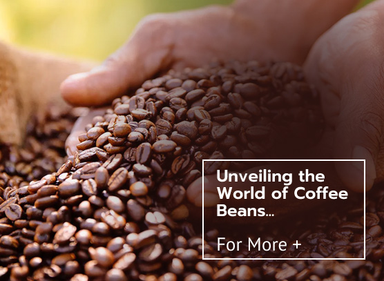 ekofi coffee roasters